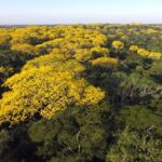 Acre tem duas florestas mais pressionadas pelo desmate Acre tem duas florestas mais pressionadas pelo desmate