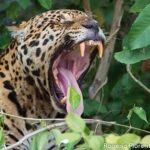 Amazônia: estudo mostra que onças estão em áreas ameaçadas pelo homem Amazônia: estudo mostra que onças estão em áreas ameaçadas pelo homem