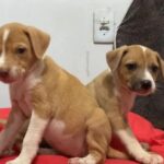 Com mais de R$ 30 mil em dívidas, associação de resgate de animais pede ajuda