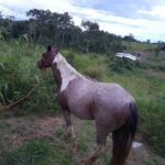 Polícia Civil identifica homens que espancaram égua no interior do Acre e disseminaram o vídeo nas redes sociais Polícia Civil identifica homens que espancaram égua no interior do Acre e disseminaram o vídeo nas redes sociais