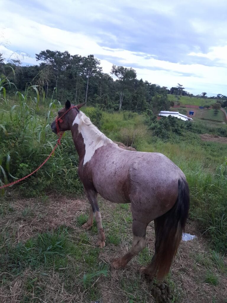 Polícia Civil identifica homens que espancaram égua no interior do Acre e disseminaram o vídeo nas redes sociais