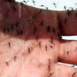 Anvisa aprova nova vacina contra dengue
