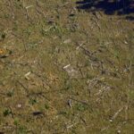 Amazônia e Cerrado batem recorde de alertas de desmatamento Amazônia e Cerrado batem recorde de alertas de desmatamento