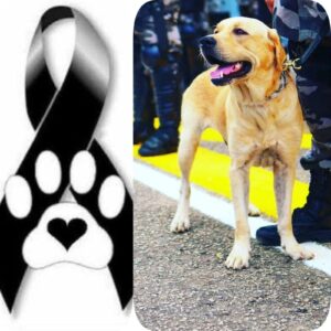 ‘K9 Dante’, cão policial do Bope, morre vítima de câncer
