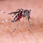 Acre registra aumento de quase 200% dos casos de dengue e falta inseticida para combater o vetor