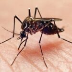 Ministério da Saúde avalia incorporar nova vacina da dengue ao SUS Ministério da Saúde avalia incorporar nova vacina da dengue ao SUS