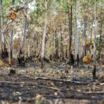 Investigação deve apurar queimadas ilegais em fazenda na cidade de Cruzeiro do Sul