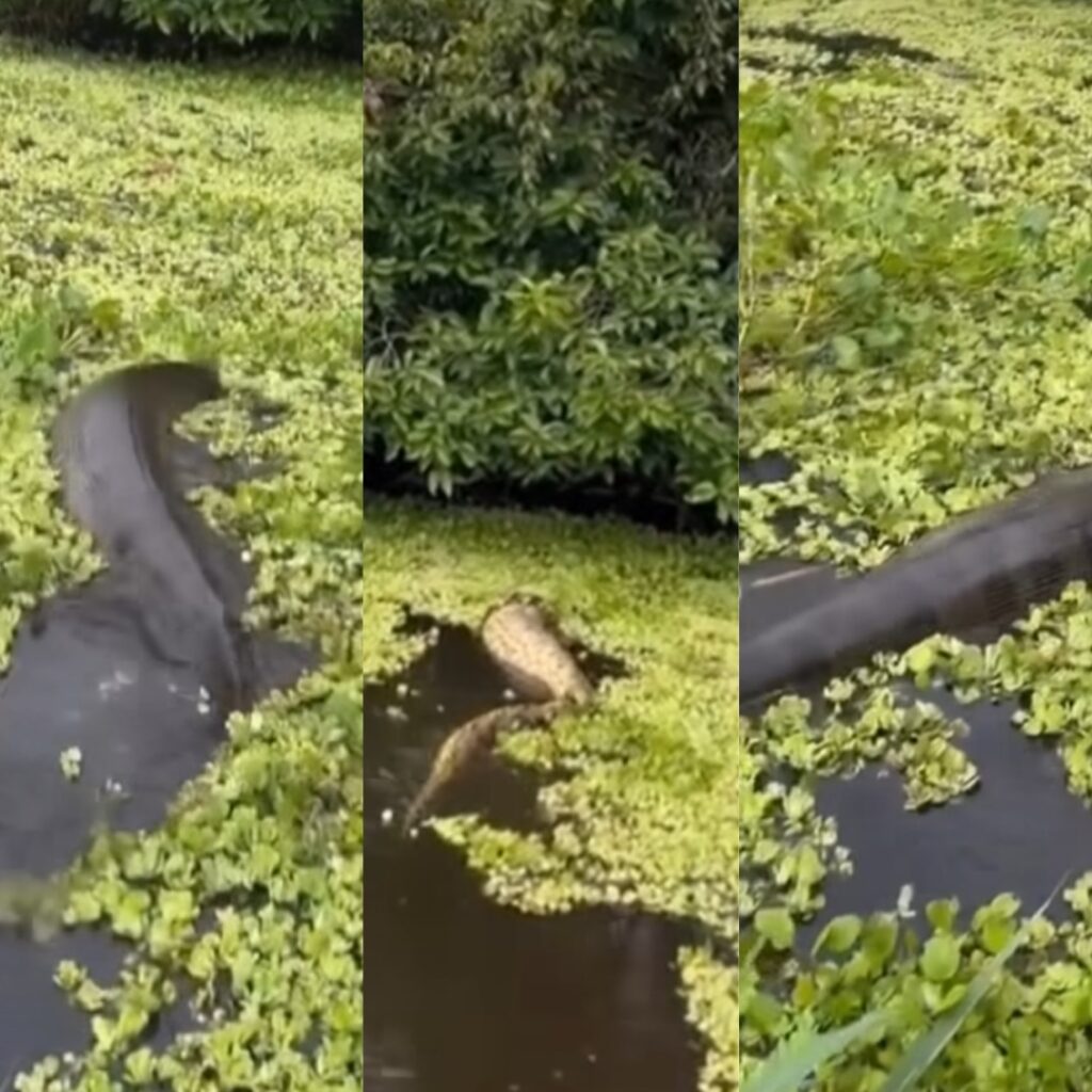 Sucuri ‘sem fim’ é filmada no Rio Crôa e vídeo assustador movimenta web