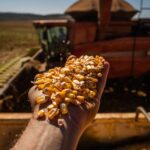 Ministério da Agricultura aprova zoneamento para safra principal do milho no Acre