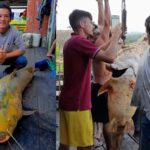 Jaú de quase 60 quilos é fisgado por pescador em Sena Madureira Jaú de quase 60 quilos é fisgado por pescador em Sena Madureira