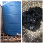 Cachorrinha morre esmagada por caixa d´’água em pet shop no Acre; tutora denuncia Cachorrinha morre esmagada por caixa d´’água em pet shop no Acre; tutora denuncia