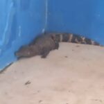 Em Sena Madureira, funcionários encontram jacaré embaixo da arquibancada do estádio Marreirão