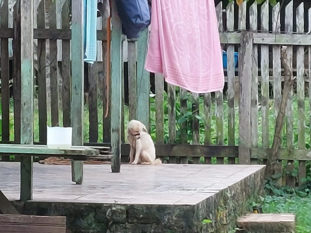 Polícia Civil prende homem em flagrante pelo crime de maus-tratos contra animais em Epitaciolândia