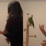 Cantora tenta ensaiar, mas papagaio rouba a cena e mostra talento; assista Cantora tenta ensaiar, mas papagaio rouba a cena e mostra talento; assista