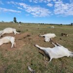Mil cabeças de gado morrem com frio de 9ºC em MS; prejuízo chega a R$ 3 mi Mil cabeças de gado morrem com frio de 9ºC em MS; prejuízo chega a R$ 3 mi