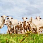 Polícia apreende gados de sogro de prefeito de Rondônia que estavam no Acre Polícia apreende gados de sogro de prefeito de Rondônia que estavam no Acre