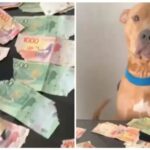 Pitbull mastiga mais de R$ 950 e elimina cédulas pelas fezes na Argentina Pitbull mastiga mais de R$ 950 e elimina cédulas pelas fezes na Argentina