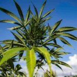 STF forma maioria para diferenciar usuário e traficante de maconha