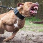 Idosas são atacadas por Pitbull no quintal de casa no bairro Aviário Idosas são atacadas por Pitbull no quintal de casa no bairro Aviário