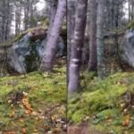 Vídeo com chão de floresta 