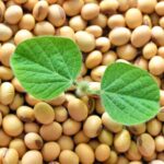 Acre libera ranking do crescimento da produção de soja no Brasil