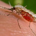 Aumenta o número de casos de malária em Cruzeiro do Sul, mas dengue reduz 51%