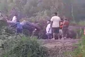 Queda de árvore deixa trecho entre Sena Madureira e Rio Branco interditado