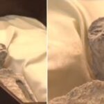 Cientistas apresentam a deputados no México cadáveres de dois 'alienígenas' Cientistas apresentam a deputados no México cadáveres de dois 'alienígenas'