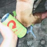 No Acre, ONG emite nota de repúdio em caso de tutora oferecer bebida alcoólica a cão No Acre, ONG emite nota de repúdio em caso de tutora oferecer bebida alcoólica a cão