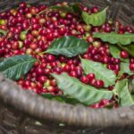 Cafezinho garantido: Brasil colherá a terceira maior safra de café da história Cafezinho garantido: Brasil colherá a terceira maior safra de café da história