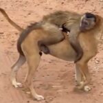 Chico, macaco que 'raptou' filhotes de gato e cachorro, é resgatado pelo Ibama Chico, macaco que 'raptou' filhotes de gato e cachorro, é resgatado pelo Ibama