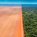 Alertas de desmatamento disparam no Cerrado e caem na Amazônia