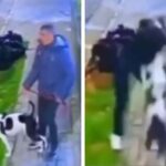 VÍDEO: cachorro salva tutor de assalto e coloca bandidos para correr