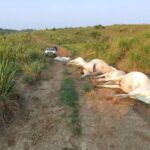 Animais morrem eletrocutados após queda de ponte na zona rural de Tarauacá Animais morrem eletrocutados após queda de ponte na zona rural de Tarauacá