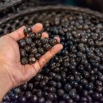 Defasagem no preço do açaí faz Acre perder R$ 8 milhões