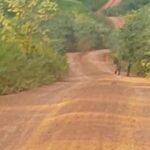 Vídeo: onças pintadas são vistas no Ramal César Messias, no município de Sena Madureira Vídeo: onças pintadas são vistas no Ramal César Messias, no município de Sena Madureira