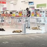No Acre, cães se refrescam em entrada de loja
