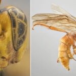 Vespa 'alienígena' sugadora de sangue, que come o hospedeiro de dentro para fora, é descoberta na Amazônia Vespa 'alienígena' sugadora de sangue, que come o hospedeiro de dentro para fora, é descoberta na Amazônia