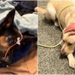 Cão baleado em tiroteio é salvo com sangue do cachorro de seu veterinário