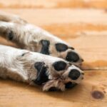 Homem arremessa filhote de cachorro do 2º andar de casa e é preso em Manaus