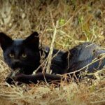 Espécie rara de gato é vista no Parque das Emas, em Goiás; conheça Espécie rara de gato é vista no Parque das Emas, em Goiás; conheça