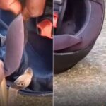 Motociclista encontra naja escondida no capacete, ao deixar local de trabalho Motociclista encontra naja escondida no capacete, ao deixar local de trabalho
