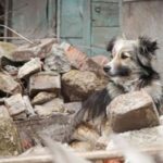 Animais de estimação fogem de bombas e buscam refúgio em Israel Animais de estimação fogem de bombas e buscam refúgio em Israel