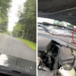 Rato pega carona, se recusa a ir embora e motorista faz pedido conveniente; VEJA Rato pega carona, se recusa a ir embora e motorista faz pedido conveniente; VEJA