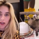 VÍDEO: Virginia Fonseca mostra gambá dando à luz em sua mesa de jantar VÍDEO: Virginia Fonseca mostra gambá dando à luz em sua mesa de jantar