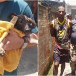Homem é preso após espancar filhote de cachorro e animal ficar paraplégico no Rio