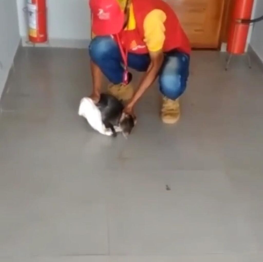 Vídeo: cutia surpreende funcionários em posto de gasolina no Acre