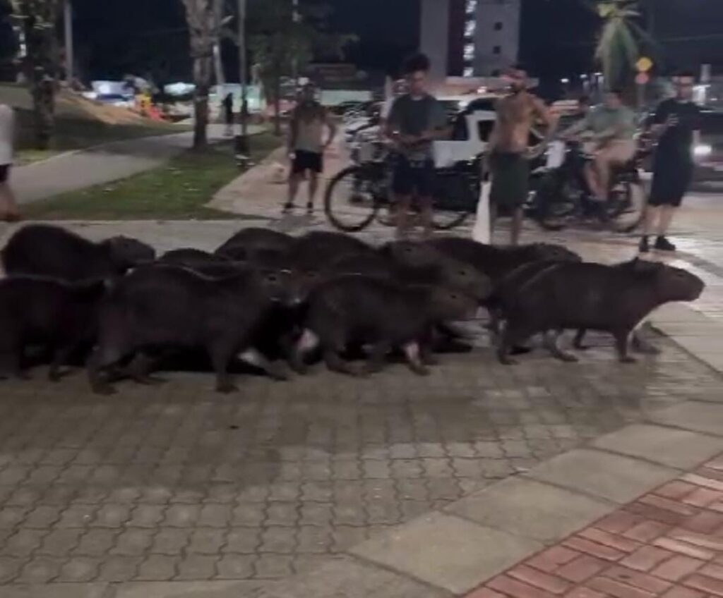 Vídeo que mostra capivaras no Lago do Amor viraliza na web