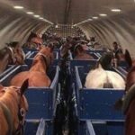 Crise a bordo: cavalo escapa e faz avião jogar 20 litros de combustível fora Crise a bordo: cavalo escapa e faz avião jogar 20 litros de combustível fora
