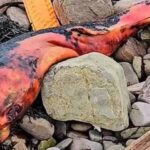 Criatura laranja misteriosa é encontrada à beira da estrada e intriga moradores Criatura laranja misteriosa é encontrada à beira da estrada e intriga moradores